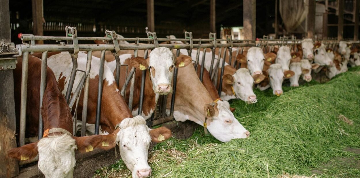 Sacrificial Awareness Increases, Ar-Rahman Mosque Nunukan Slaughters 6 Cows - RakyatPost.co