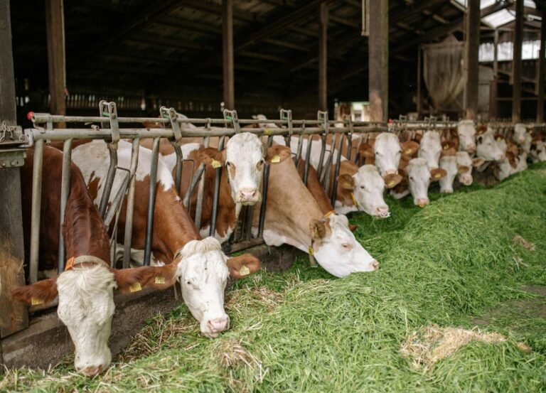 Sacrificial Awareness Increases, Ar-Rahman Mosque Nunukan Slaughters 6 Cows - RakyatPost.co
