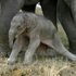 Sumatran Elephant Calf Born at Tesso Nilo National Park - RakyatPost.co