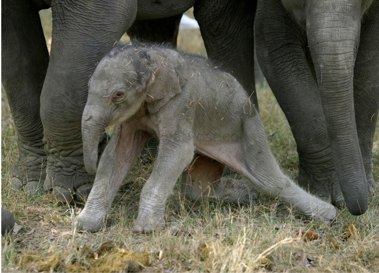 Sumatran Elephant Calf Born at Tesso Nilo National Park - RakyatPost.co