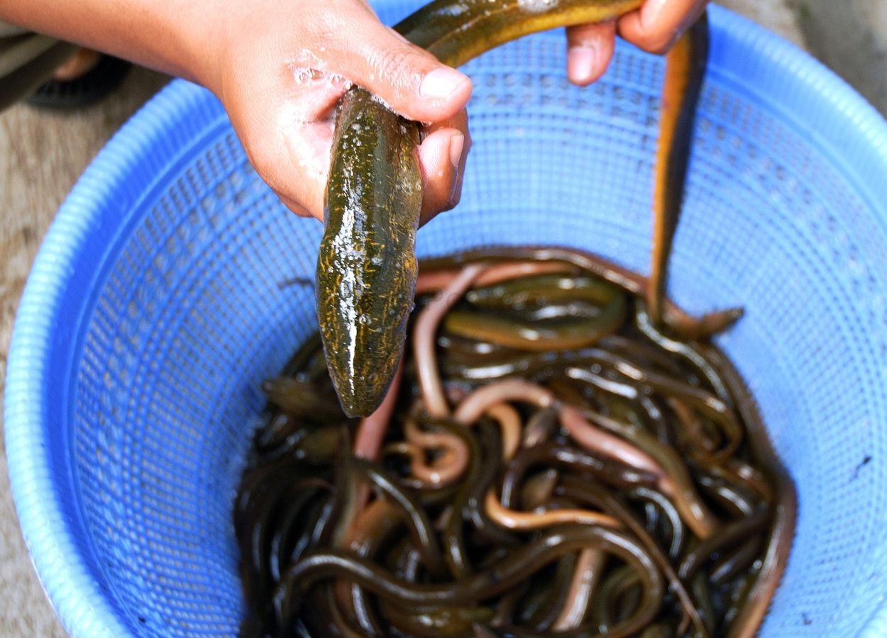 Xiantao Rice Eel Industry Targets Global Markets - RakyatPost.co